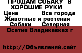 ПРОДАМ СОБАКУ  В ХОРОШИЕ РУКИ  › Цена ­ 4 000 - Все города Животные и растения » Собаки   . Северная Осетия,Владикавказ г.